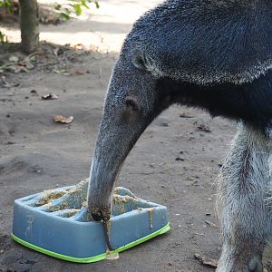Giant anteater (Myrmecophaga tridactyla) with maze feeder (Feb 16th, 2019)