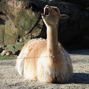 Vicuña (Vicugna vicugna), Feb 16th, 2019