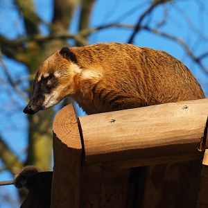 Ring-tailed coati (Nasua nasua), Feb 16th, 2019