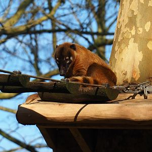 Ring-tailed coati (Nasua nasua), Feb 16th, 2019