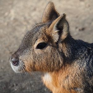 Patagonian mara (Dolichotis patagonum), Feb 16th, 2019