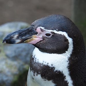 Humboldt penguin (Spheniscus humboldti), Feb 16th, 2019