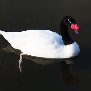 Black-necked swan (Cygnus melanocoryphus), Feb 16th, 2019