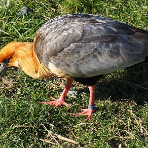 Black-faced ibis (Theristicus melanopis), Feb 16th, 2019