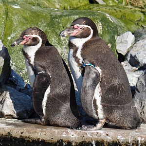 Humboldt penguins (Spheniscus humboldti), Feb 16th, 2019