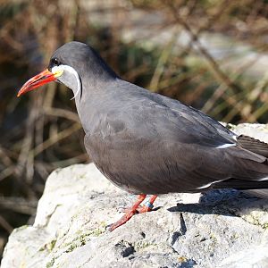 Inca tern (Larosterna inca), Feb 16th, 2019