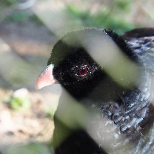 Crestless curassow (Mitu tomentosum), Feb 16th, 2019