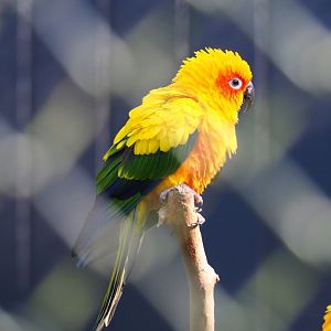 Sun conure (Aratinga solstitialis), Feb 16th, 2019