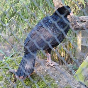 Crestless curassow (Mitu tomentosum), Feb 16th, 2019
