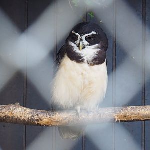 Spectacled owl (Pulsatrix perspicillata), Feb 16th, 2019