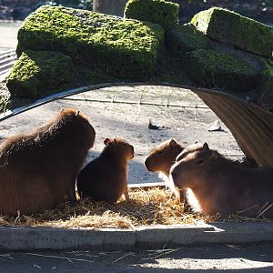 Family of capybaras (Hydrochoerus hydrochaeris), Feb 16th, 2019