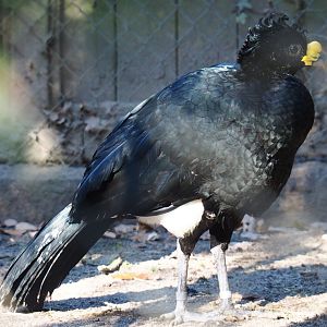 Male great curassow (Crax rubra rubra), Feb 16th, 2019