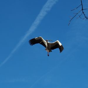 European white stork (Ciconia ciconia) flying with nesting material (Feb 16th, 2019)