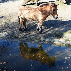 Przewalski's horse (Equus ferus przewalskii), Feb 16th, 2019