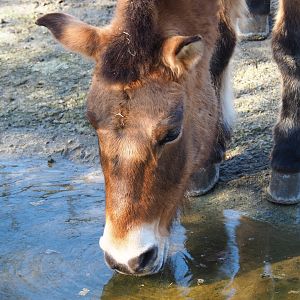 Przewalski's horse (Equus ferus przewalskii), Feb 16th, 2019