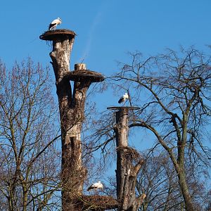 White stork nests on dead beeches (Feb 16th, 2019)