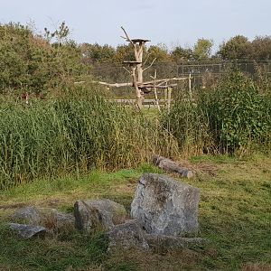 Enclosure european lynx