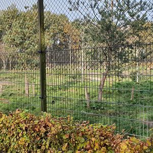 Wolf enclosure