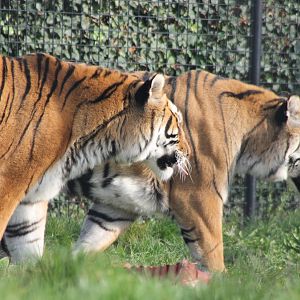 "Bengal" tigers