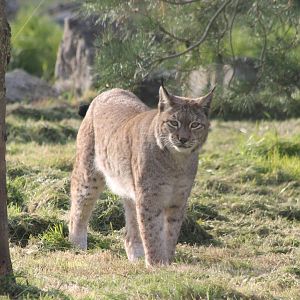 European lynx