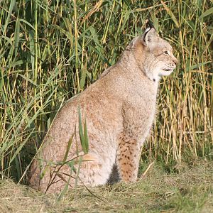 European lynx