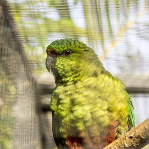 Austral conure, Enicognathus ferrugineus