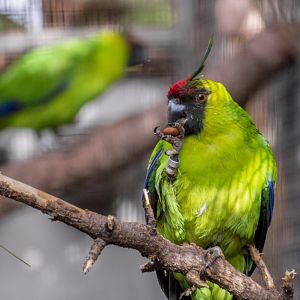 Ouvea parakeet, Eunymphicus uvaeensis