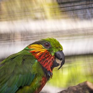 Edward's fig parrot, Psittaculirostris edwardsii