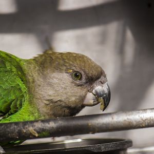 Brown-headed parrot, Poicephalus cryptoxanthus