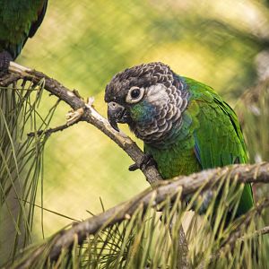 Pearly conure, Pyrrhura lepida lepida