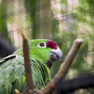 Diademed amazon, Amazona diadema