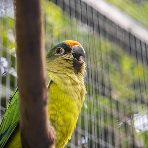 Peach-fronted conure, Eupsittula aurea
