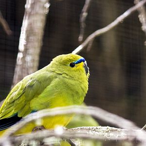 Elegant parrot, Neophema elegans
