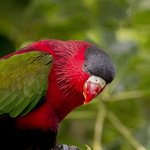 Fergusson Island lorikeet, Lorius hypoinochrous devittatus