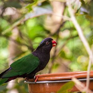Papuan lorikeet, Charmosyna papou goliathina