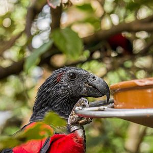 Pesquet's parrot, Psittrichas fulgidus