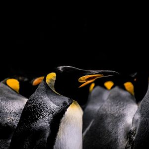 King penguins, Aptenodytes patagonicus