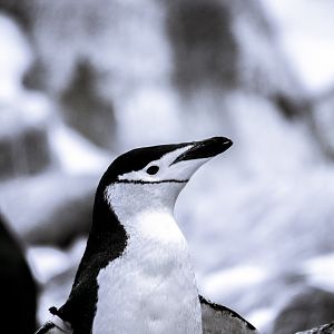 Chinstrap penguin, Pygoscelis antarcticus