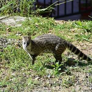 Genet