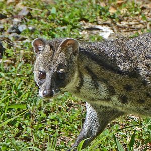 Genet