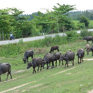 Water buffalo.