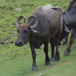 Water buffalo.