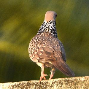 Spotted dove
