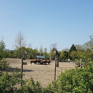 American bison enclosure
