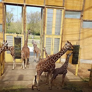 Indoor Giraffe-enclosure