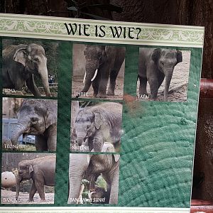 Rotterdams elephant ID's