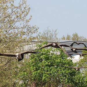 Vultures in the Bird show