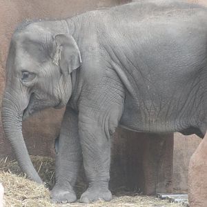 Asian elephant