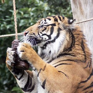 Asim with Horse Treat