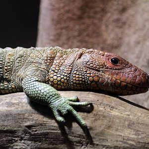 Caiman Lizard